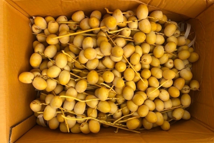 Ứng dụng của chà là tươi trong đời sống
