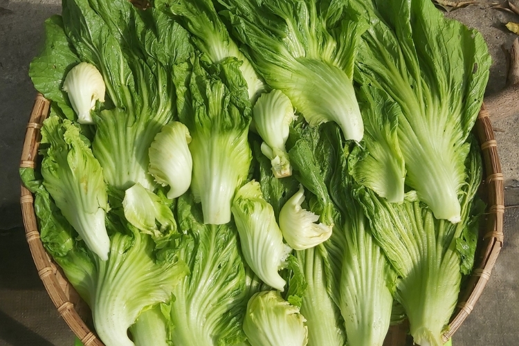 Sơ chế rau cải