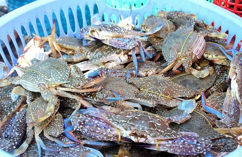 cách chọn ghẹ ngon hình 1