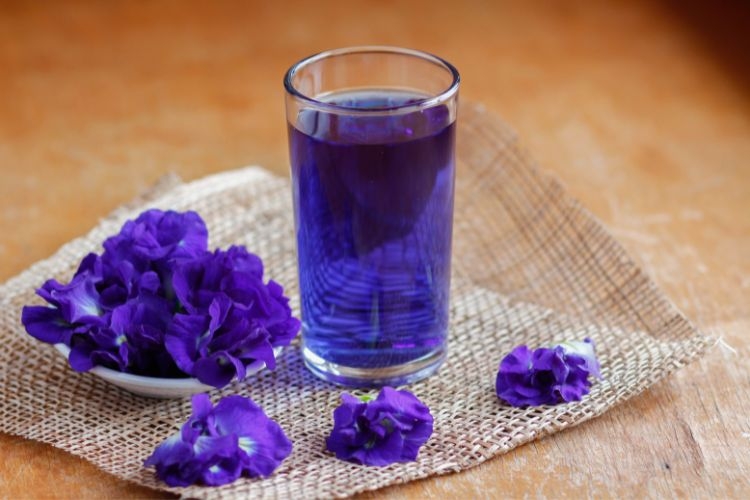 Ngâm hoa đậu biếc để lấy nước màu