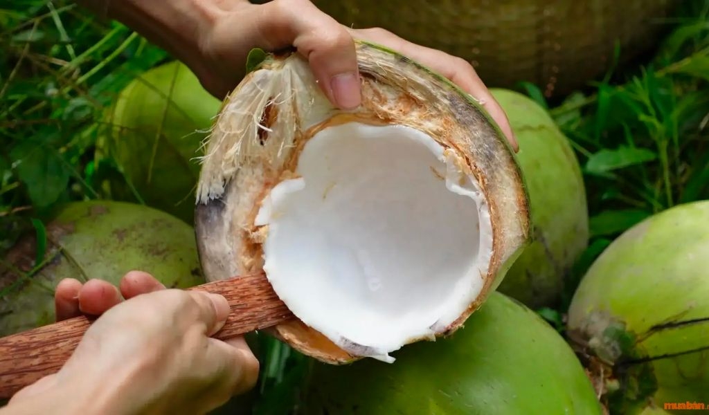 Cùi dừa bao nhiêu calo? Ăn nhiều có béo không và có những lợi ích gì đối với sức khỏe? 1