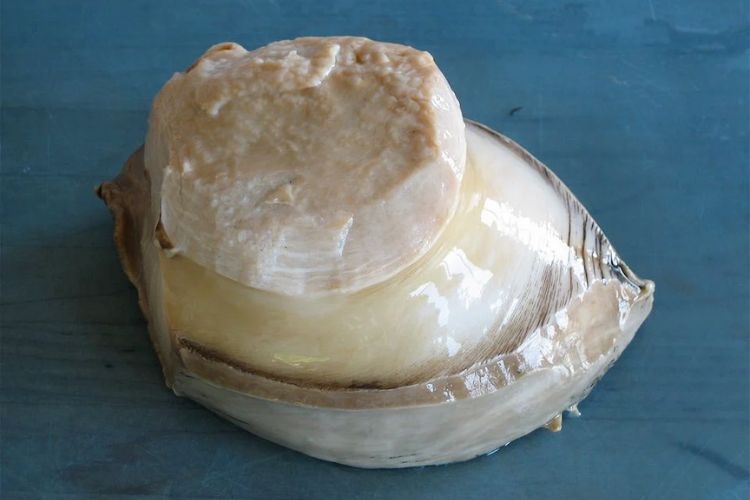 Phần thịt bào ngư tươi ngon, trắng ngà, không tanh sau khi sơ chế