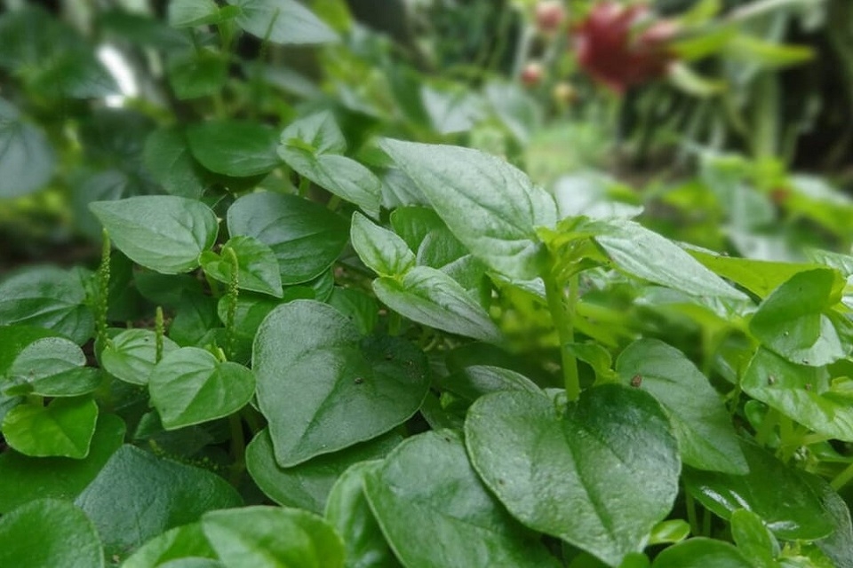 Rau càng cua xào tỏi 1