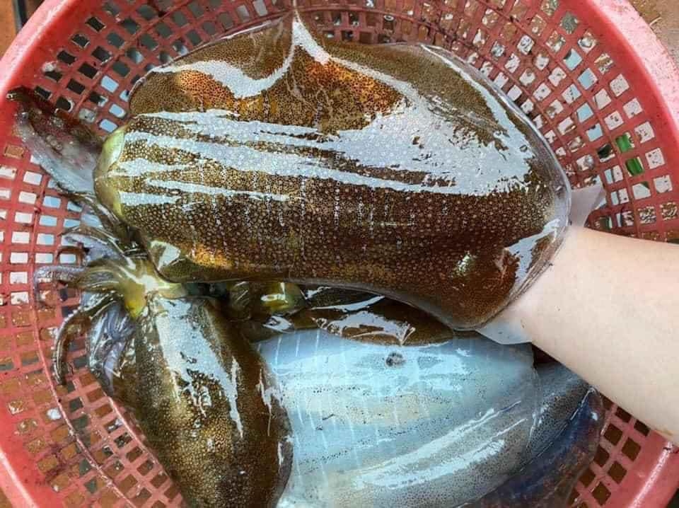 cách chọn mực hình 6