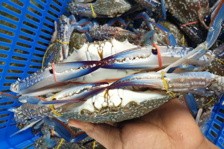 Cách làm càng ghẹ rang muối ớt cực cuốn, lạ miệng, ai cũng nên thử nấu ít nhất một lần vì quá đơn giản hình 6