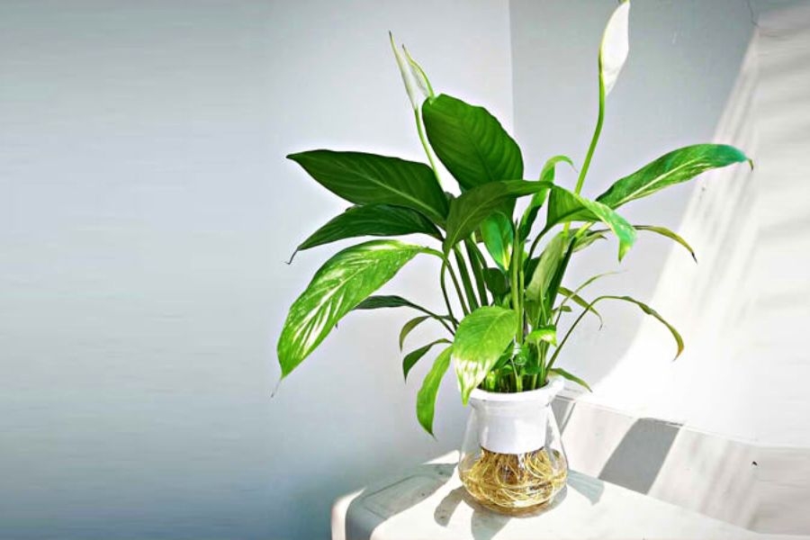 Cây lan ý, loài cây vừa có ý nghĩa phong thủy vừa giúp lọc không khí tốt