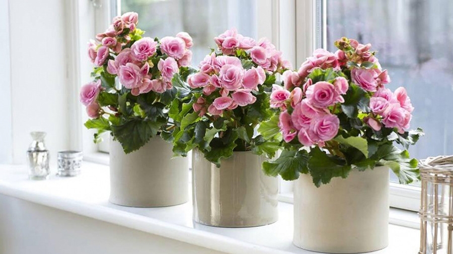 Thu hải đường trường sinh nổi bật với những bông hoa tươi tắn