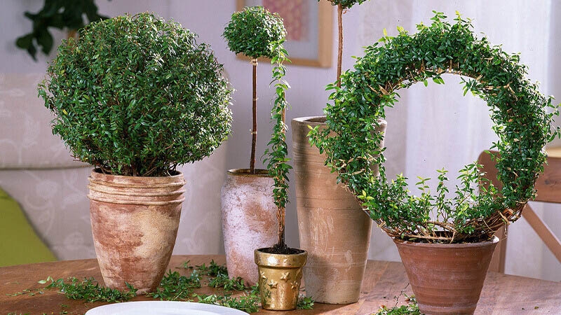 Hương đào tượng trưng cho niềm vui, năng lượng tích cực