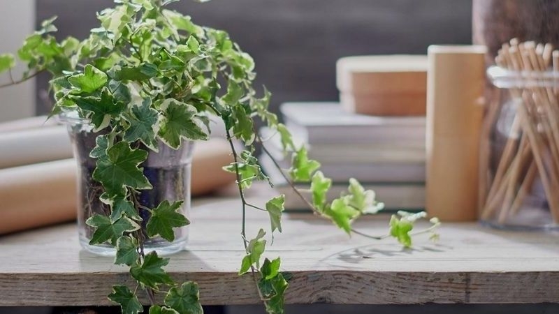 Cây thường xuân mang ý nghĩa tốt trong phong thủy