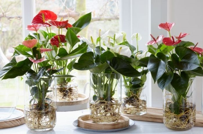 Cây hồng môn đem lại sức sống mới cho ngôi nhà