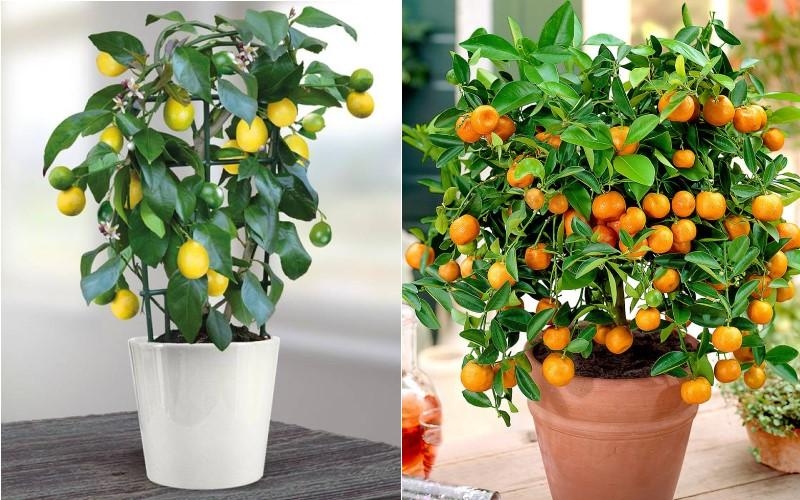 Cây họ cam quýt sở hữu hương thơm tự nhiên