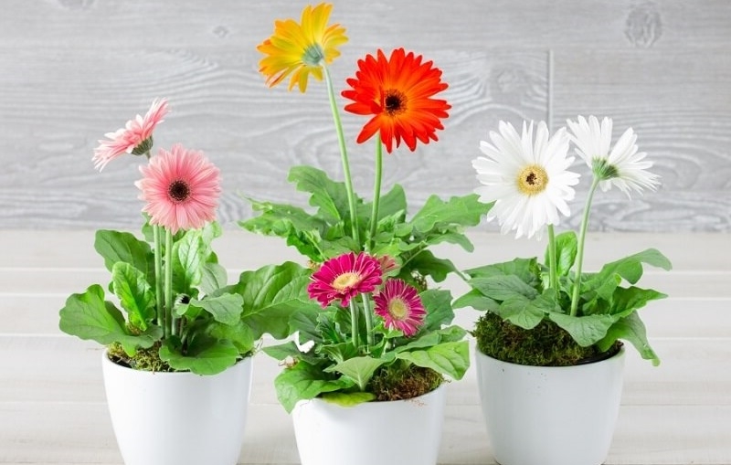 Cúc đồng tiền giúp cải thiện chất lượng không khí xung quanh