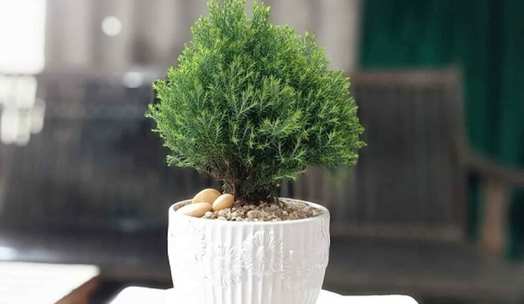Cây tuyết tùng giúp thanh lọc không khí khá tốt