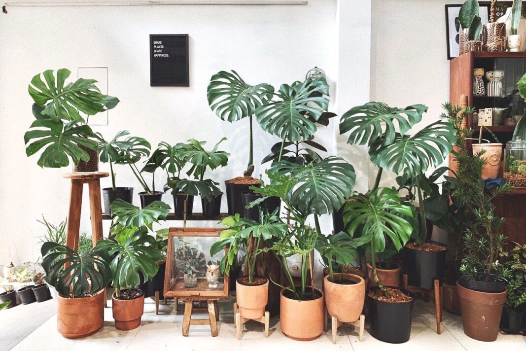 Trầu bà, loài cây lọc không khí lý tưởng nên trồng trong nhà