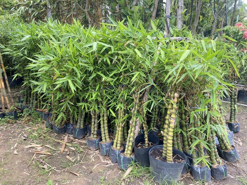 Trúc quan âm mang đến nhiều lợi ích cho nhà ở