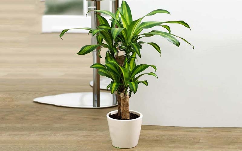 Thiết mộc lan có màu sắc tươi tắn, lọc khí vượt trội