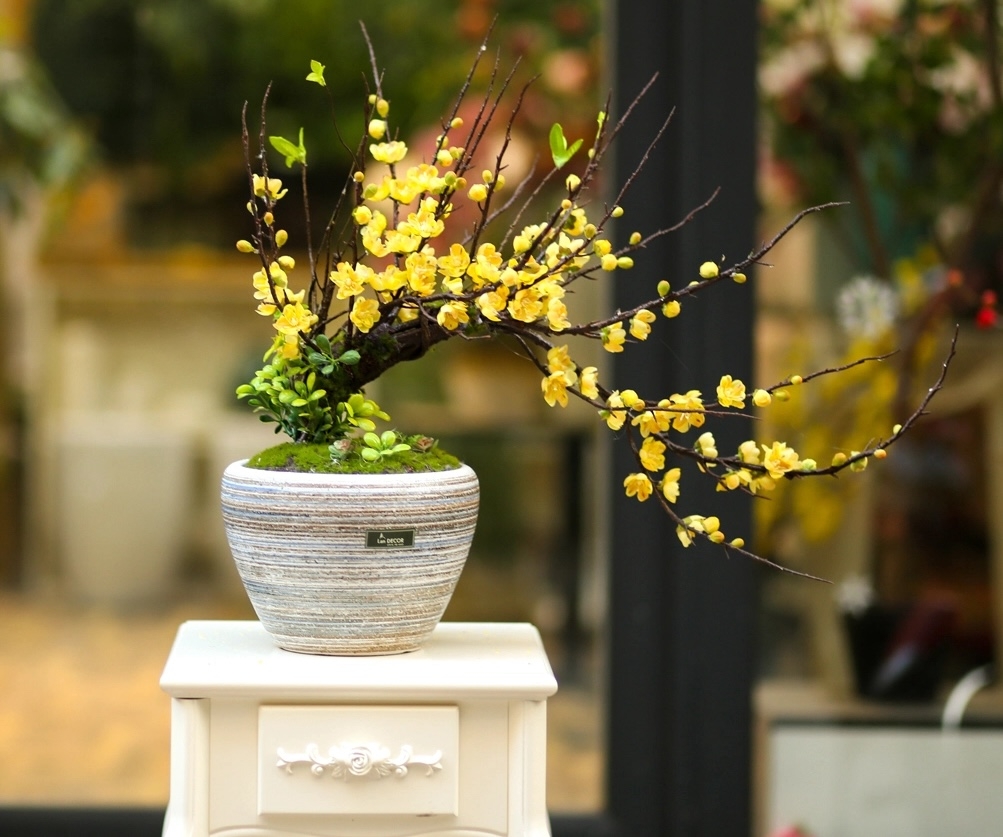 Tặng cây hoa mai sẽ mang ý nghĩa may mắn