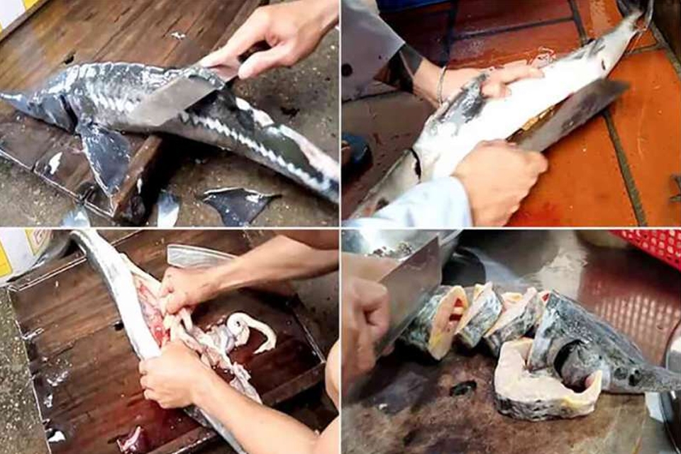 Sơ chế cá tầm thật sạch, hết mùi tanh hôi