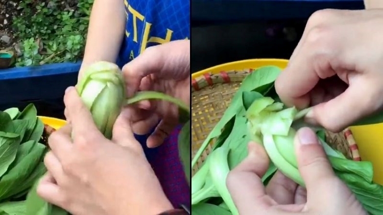 cách nhặt rau cải 5