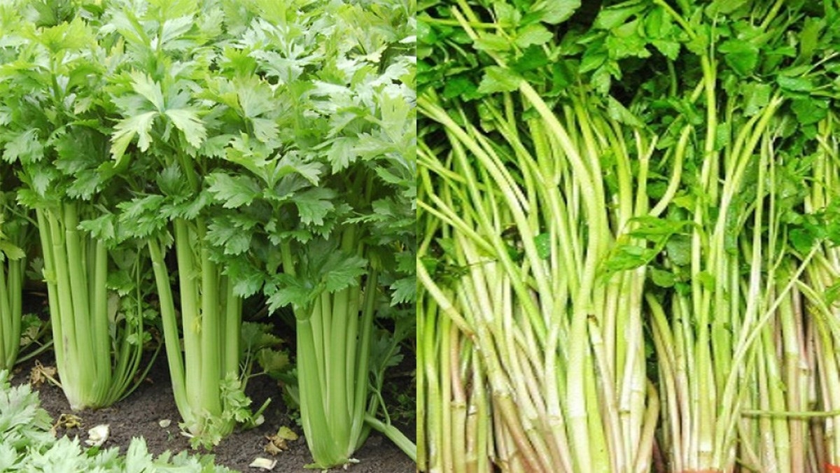 Rau cần tây và rau cần ta khá dễ phân biệt