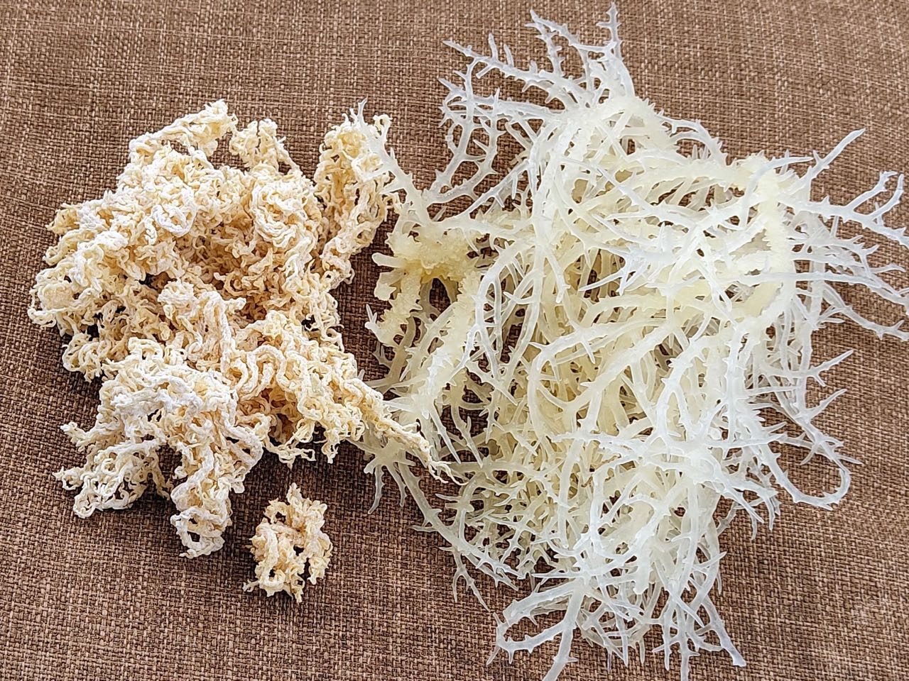 Thành phần chính là rong sụn biển dinh dưỡng