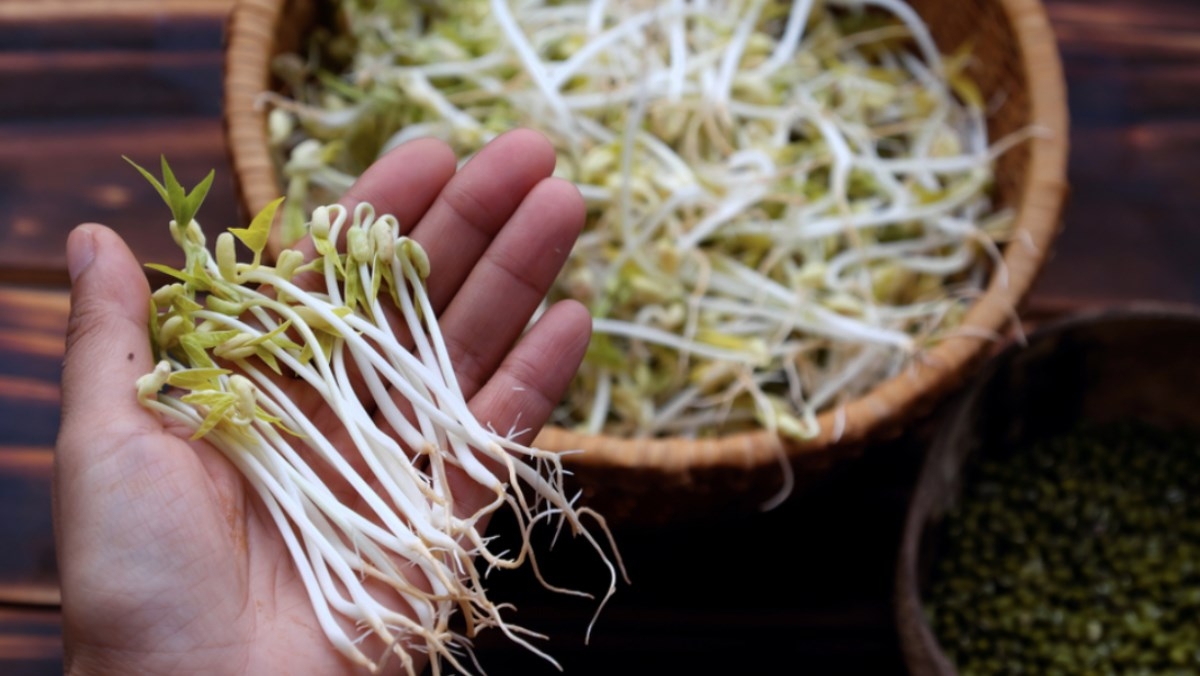 Chọn mua giá đỗ ngon