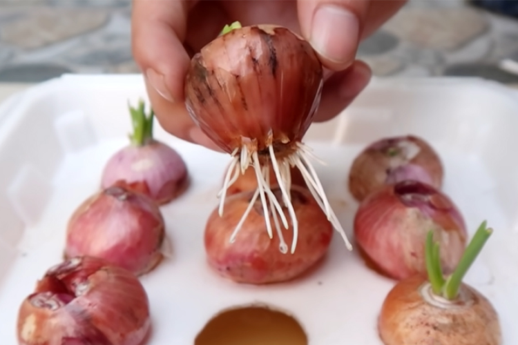 cách trồng hành lá 2