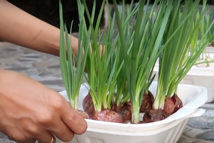 cách trồng hành lá 3