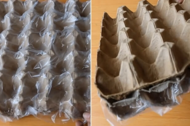 cách trồng hành lá 4