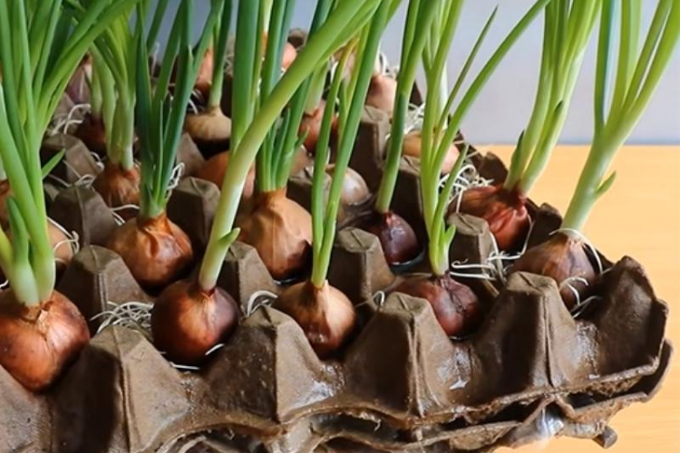 cách trồng hành lá 6