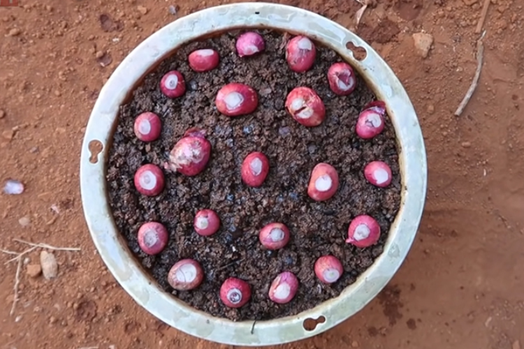 cách trồng hành lá 7