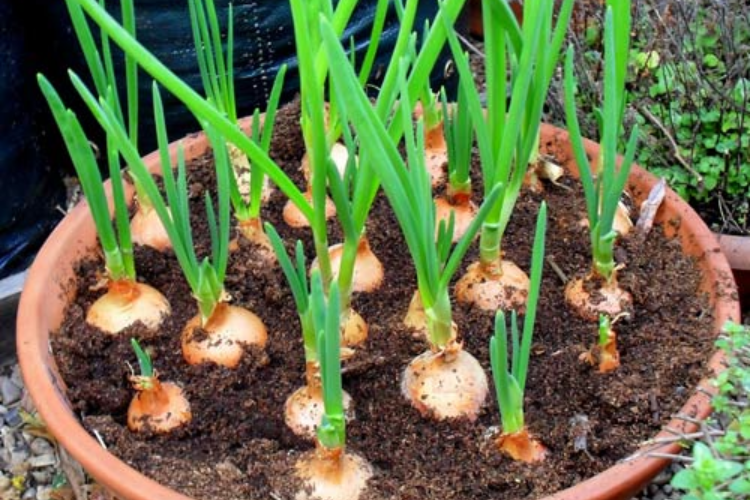 cách trồng hành lá 8