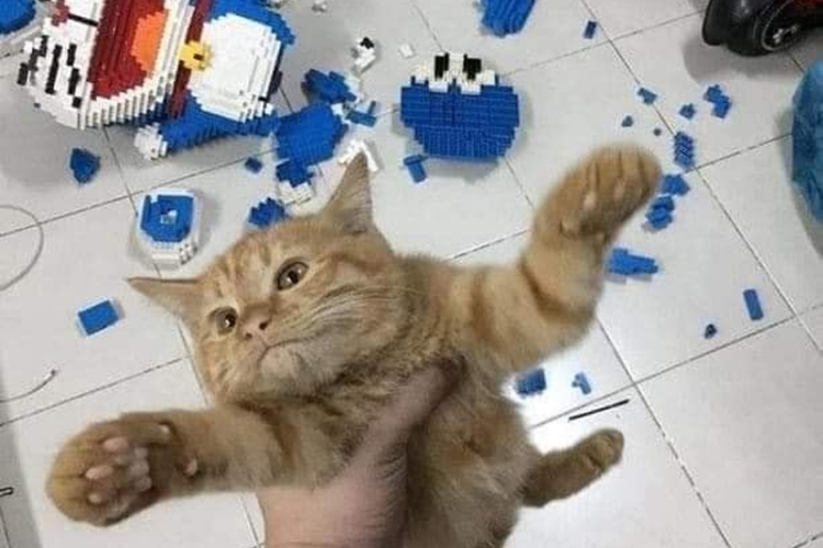 Báo là gì trên TikTok? 2