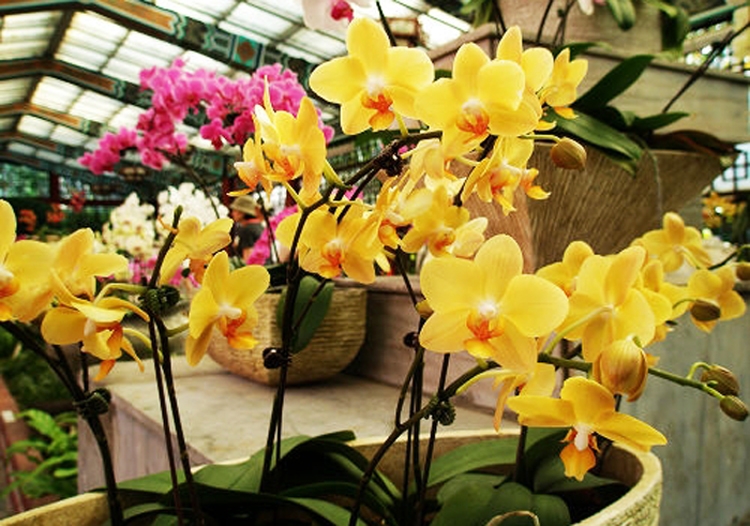 stt bán hoa tết - hình 10