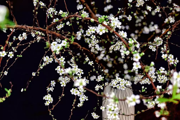 stt bán hoa tết - hình 11