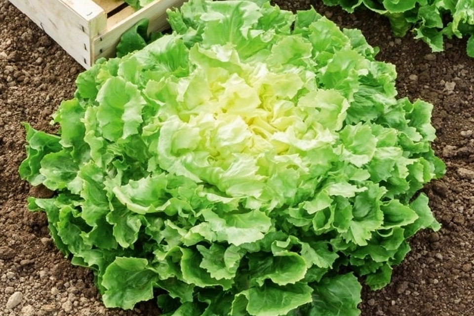 Đặc điểm của cây xà lách carol.