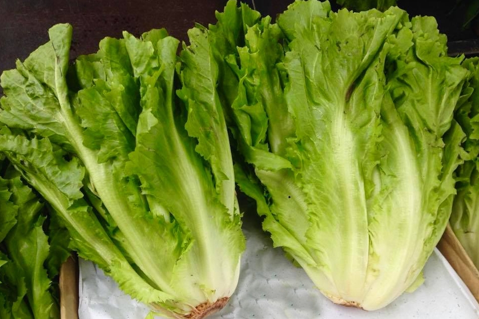 Mẹo chọn xà lách carol tươi ngon.