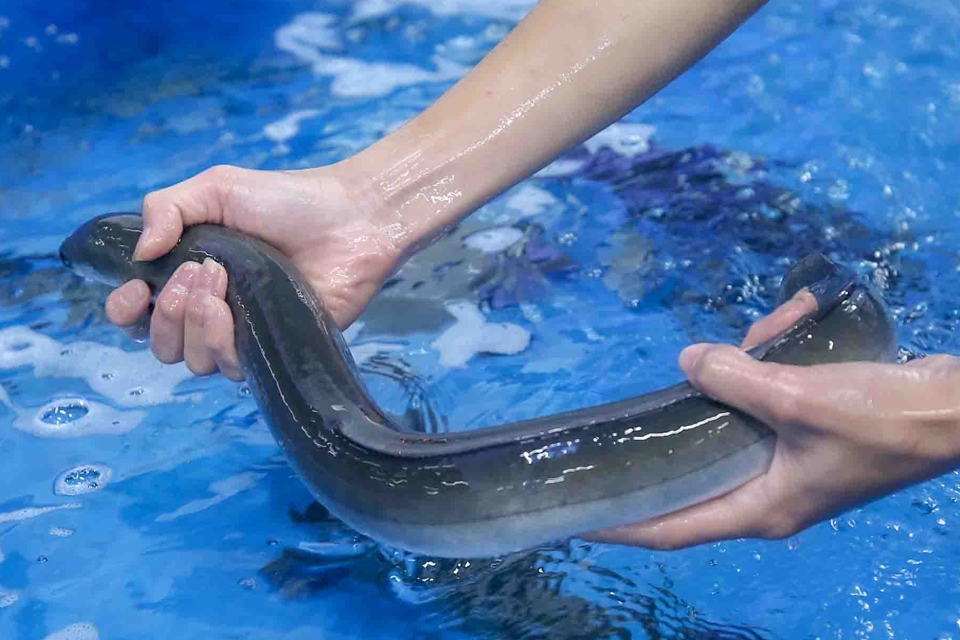 Lựa chọn nguyên liệu tươi ngon gia tăng chất lượng món ăn.