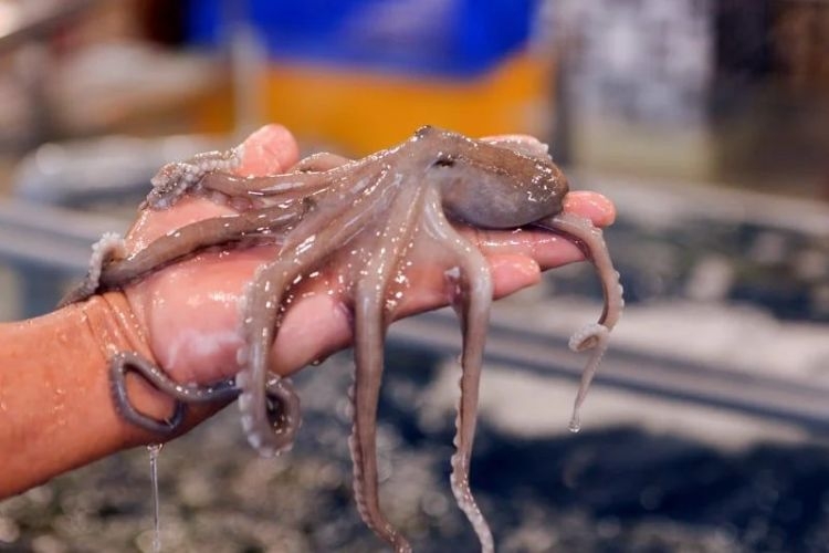 Đặc điểm nhận dạng những con bạch tuộc tươi sống tốt