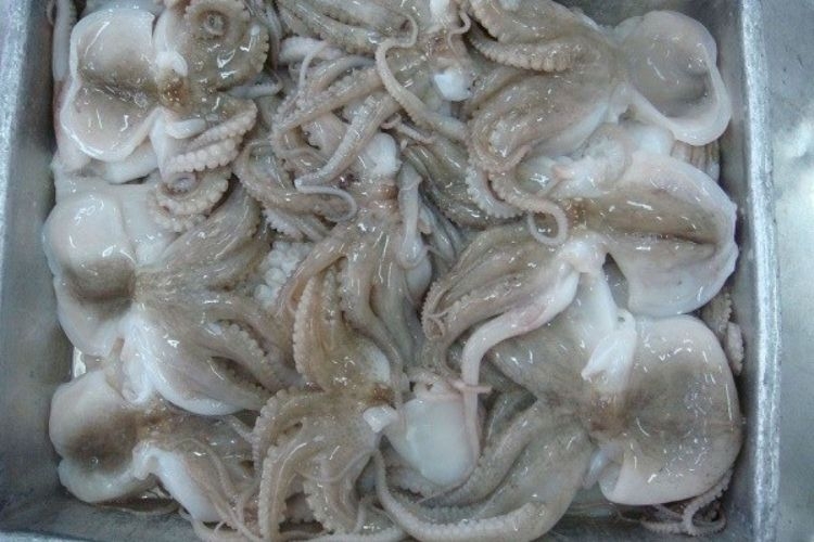Vẻ bề ngoài của những con bạch tuộc đông lạnh chất lượng