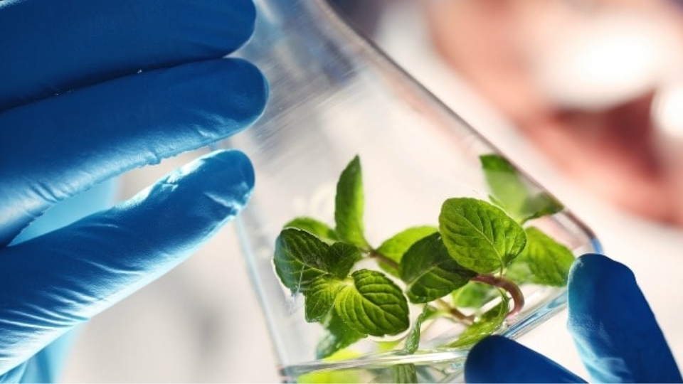 Nhóm ngành về lĩnh vực Khoa học Tự nhiên