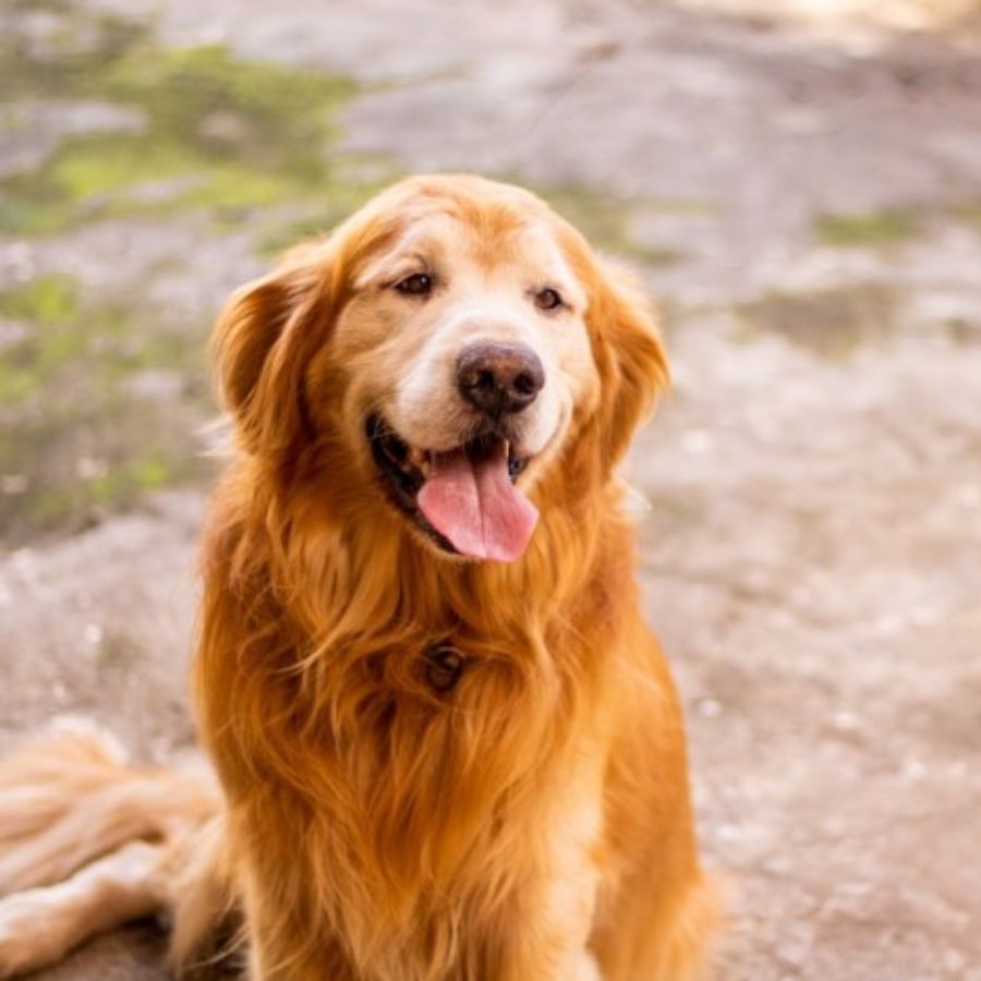 avt chó golden