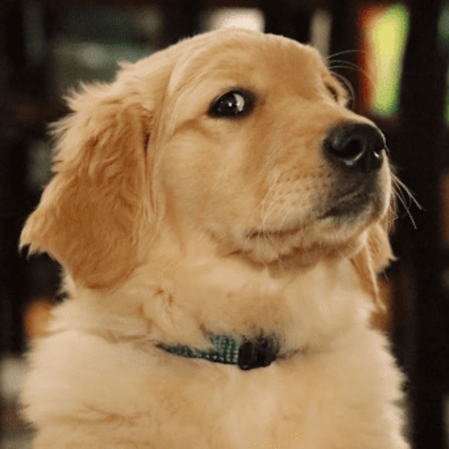 ảnh đại diện chó cute