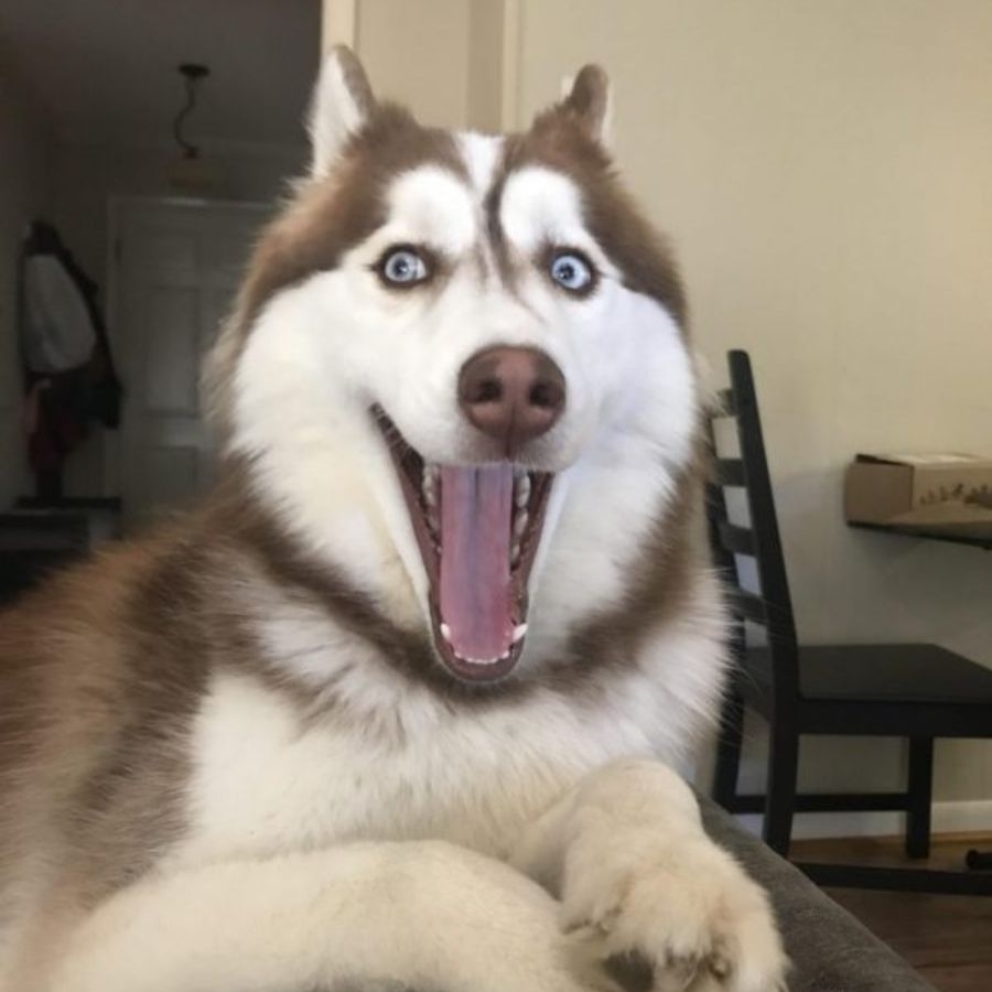 husky đại ngáo