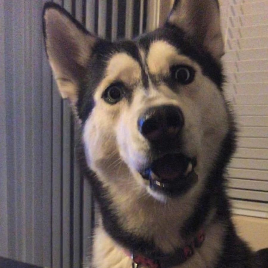 chó husky ngạc nhiên