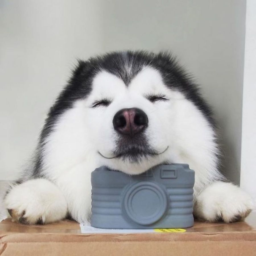 avt chó husky