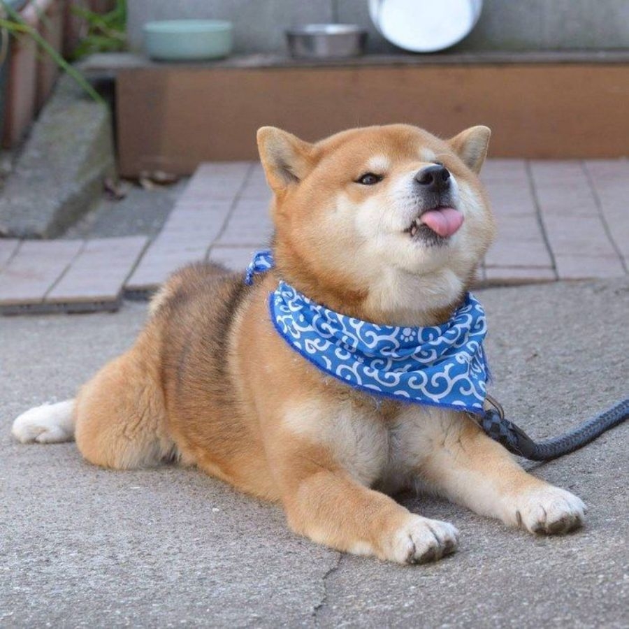 chó shiba lè lưỡi