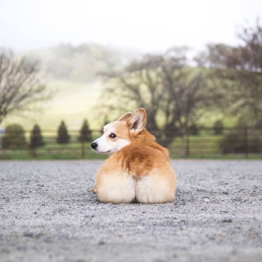 avt chó corgi đáng yêu