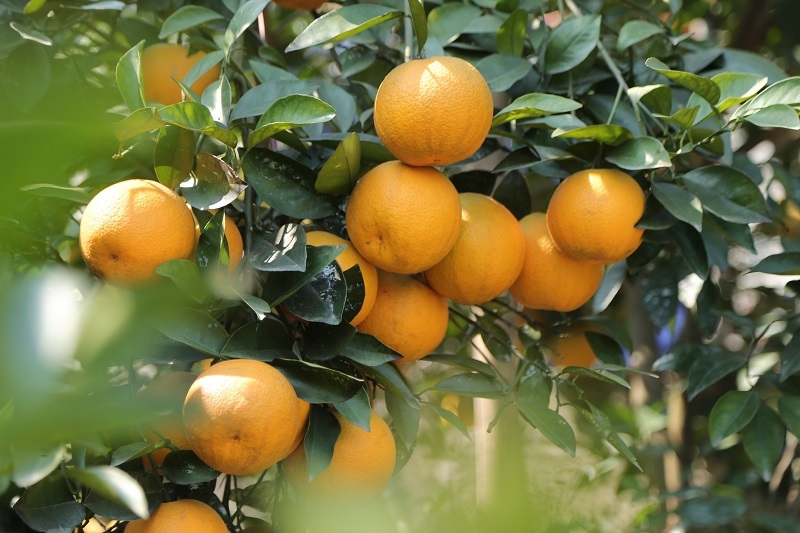 Nguyên liệu ngâm rượu cam