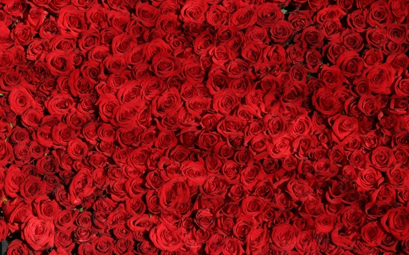 Background đỏ dạng ảnh chụp 2